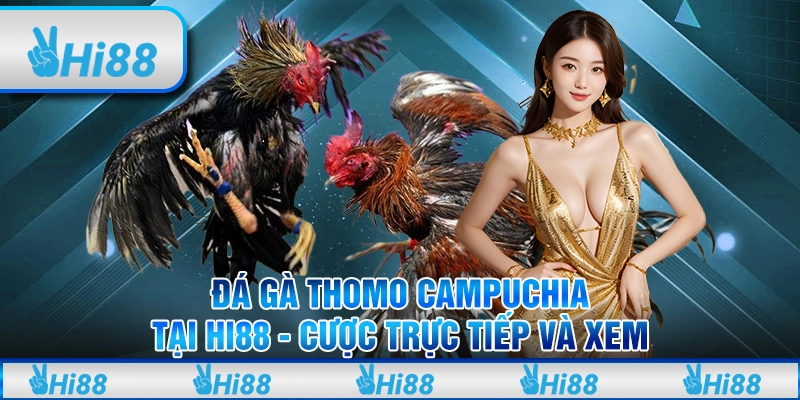 Đá Gà Thomo Campuchia Tại Hi88 - Cược Trực Tiếp Và Xem