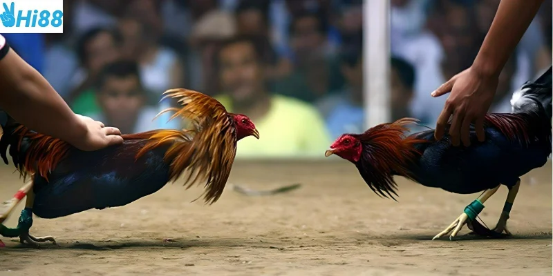Cách tham gia các trận đá gà cực kỳ đơn giản tại Hi88