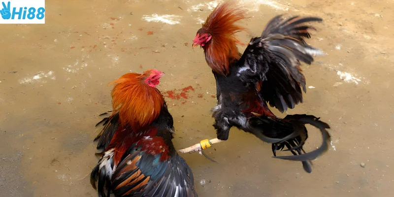 Chiến thuật hiệu quả giúp bạn luôn thắng cược