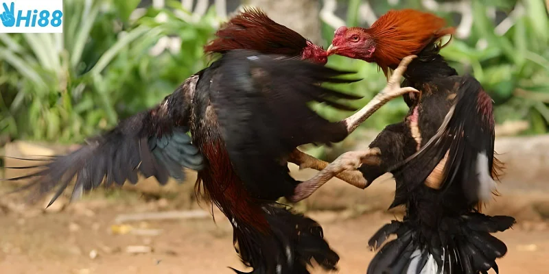 Chợ Tốt Gà Đá Hậu Giang giúp bạn nhanh chóng chọn được chiến kê