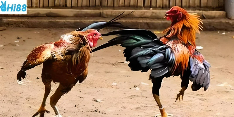 Chợ Tốt Gà Đá Quận 8 mang lại nhiều lợi ích cho khách hàng