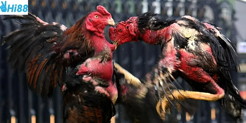 Chợ Tốt Gà Đá Quận 8