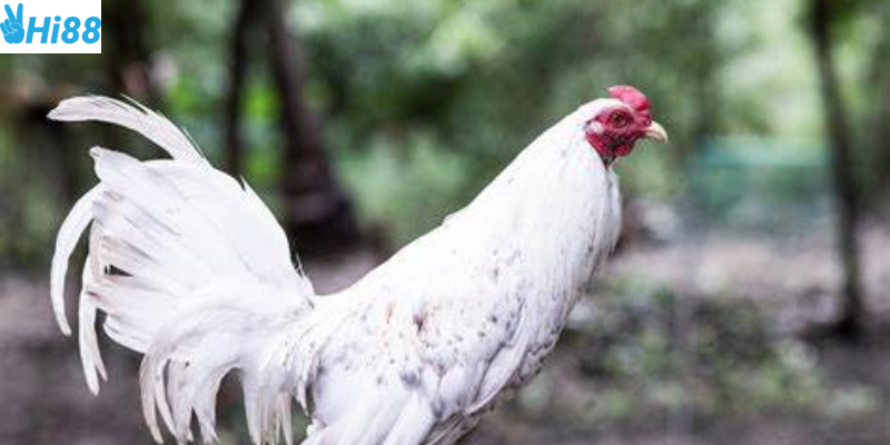 Chợ tốt gà đá Sóc Trăng giao dịch an toàn