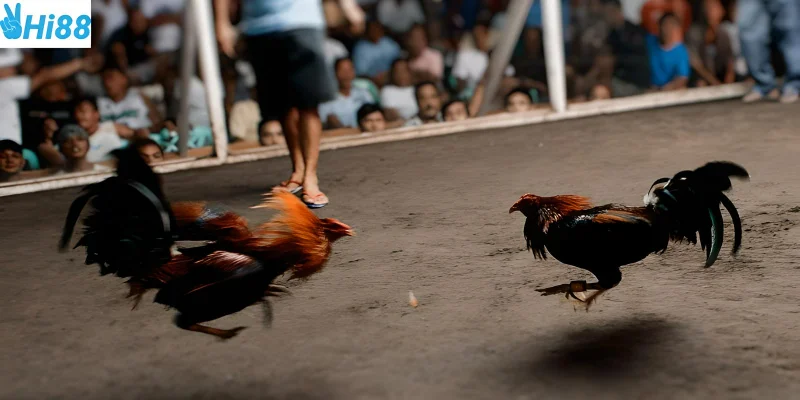 Đá gà Thomo Campuchia những trận đấu hấp dẫn
