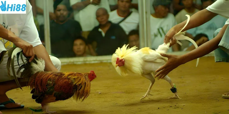 Đá gà Thomo những trận chiến được phát sóng trực tuyến