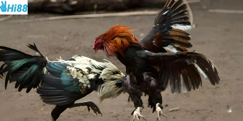 Giao dịch dễ dàng để chọn chiến kê mạnh mẽ