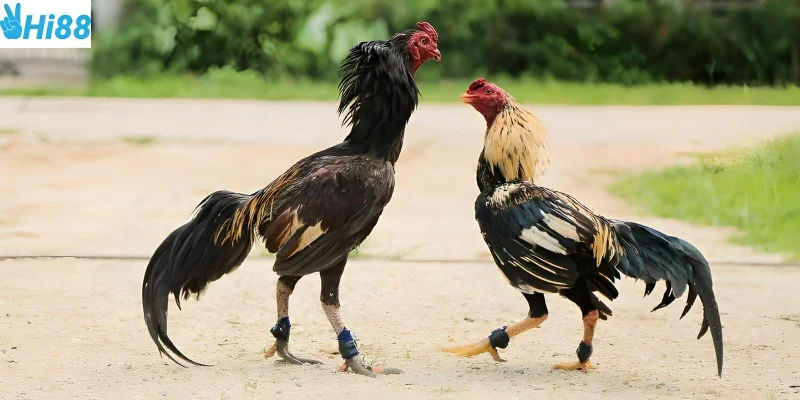 Người chơi luôn nhận được lợi ích hấp dẫn khi cược đá gà