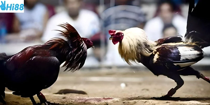 Sự lựa chọn chiến kê hợp lý giúp bạn chiến thắng