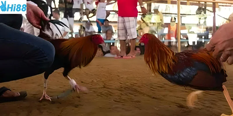 Tham gia đá gà Thomo Campuchia cực nhanh tại Hi88