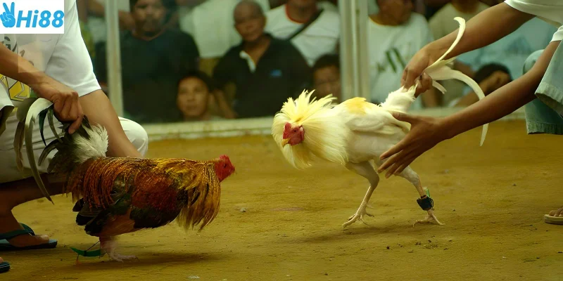 Tham gia trận đấu nhanh chóng và dễ dàng tại Hi88