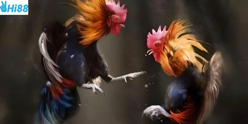 Theo dõi và đặt cược vào những trận đấu hấp dẫn tại Hi88