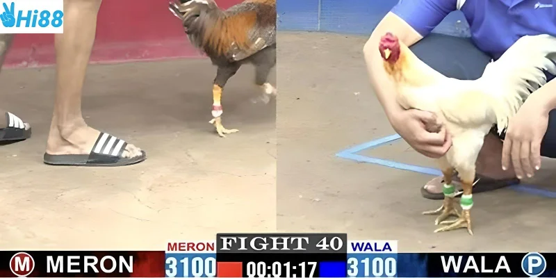 Xem đá gà trực tiếp giúp bạn dễ dàng xây dựng chiến lược