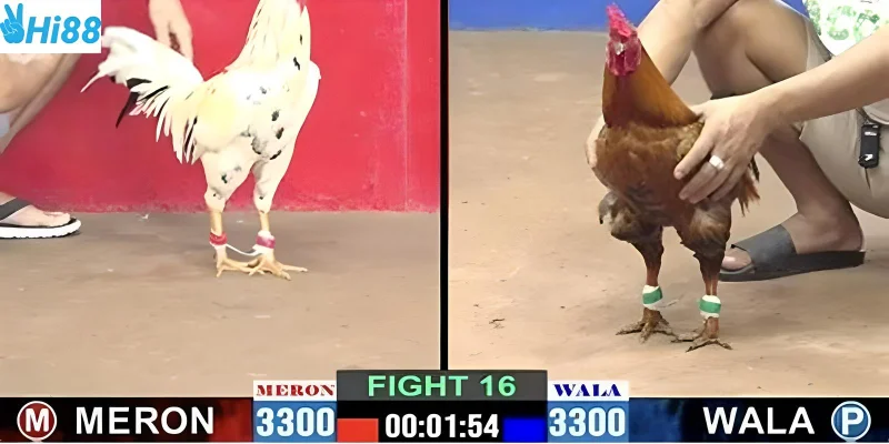 Xem đá gà trực tiếp và tham gia cược nhanh chóng