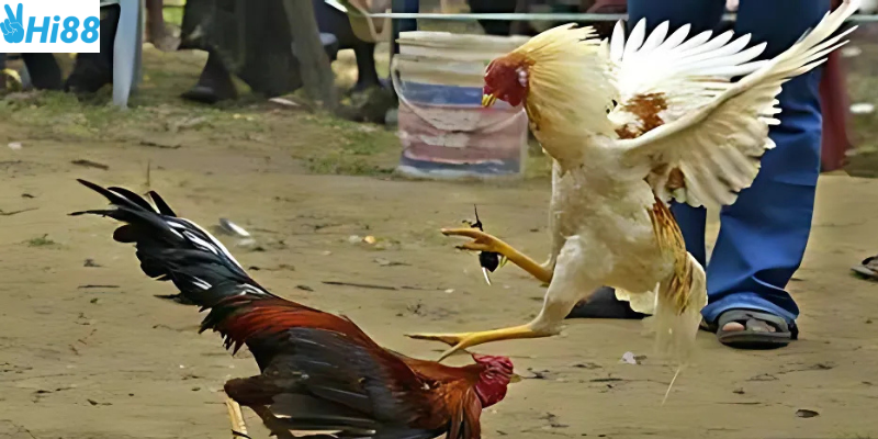 Chọn đúng trận đấu và thời gian để theo dõi