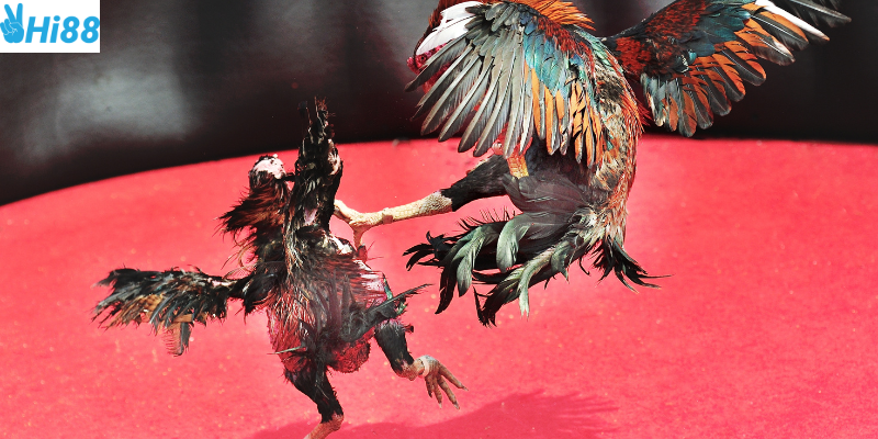 Dự đoán chính xác giúp bạn thắng lớn