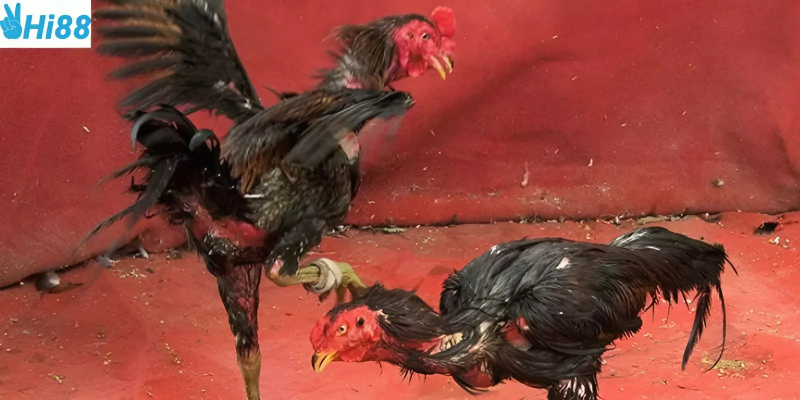 Những điều cần biết về đá gà người chơi cần biết