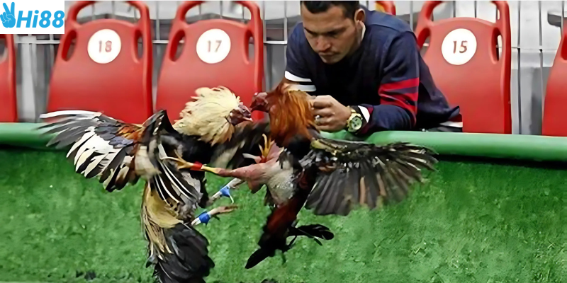 Những trận đấu kịch tính cùng khuyến mãi hấp dẫn