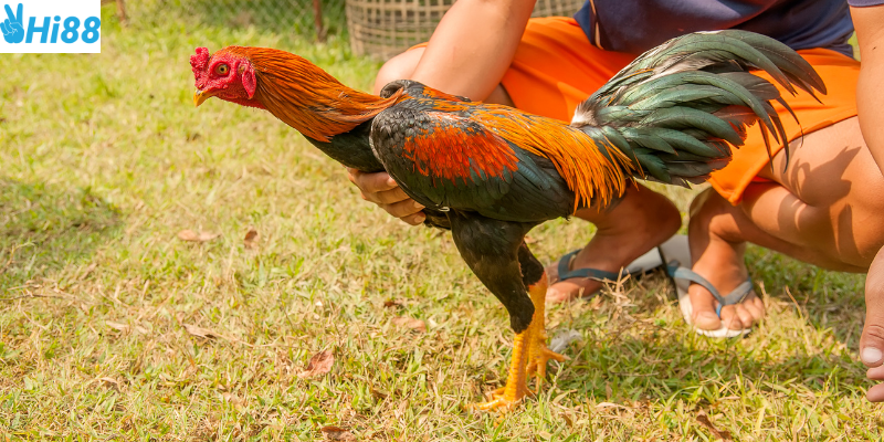 Quan sát chiến thuật và bí quyết chọn kèo