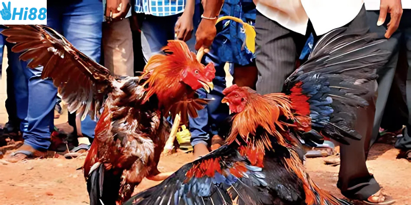 Quy trình cược đơn giản và thắng lớn