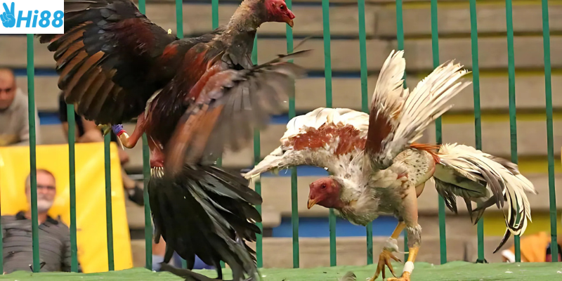 Tham gia cá cược cực nhanh với những tính năng hấp dẫn