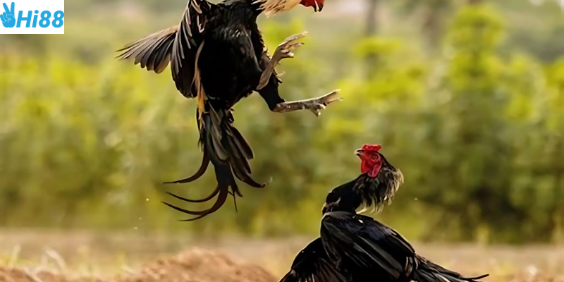 Tham gia các loại kèo cược đa dạng tại nhà cái