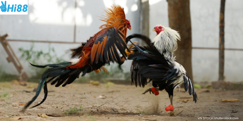 Tham gia cược đá gà 3D mô phỏng tại Hi88