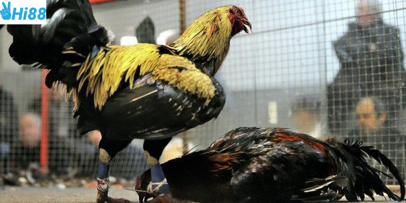 Tham gia đá gà cựa sắt Thomo tại Hi88