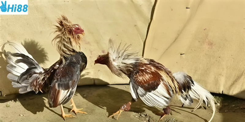 Tìm hiểu các loại cược và tham gia dễ dàng