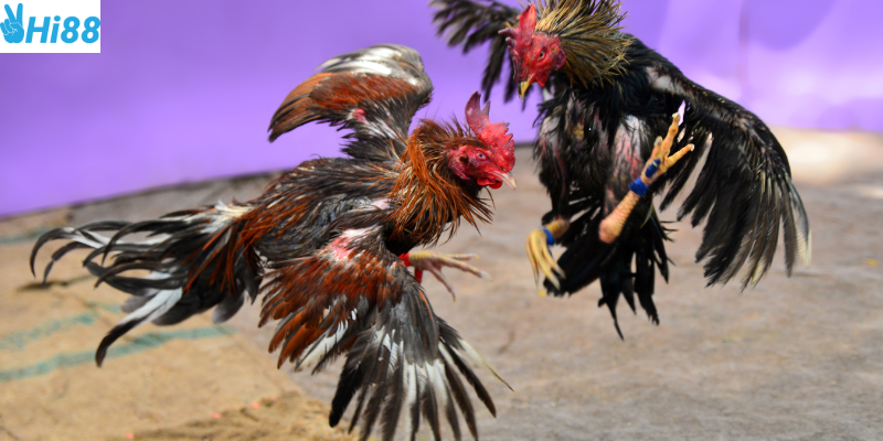 Chọn chiến kê đúng và soi phong độ của chúng