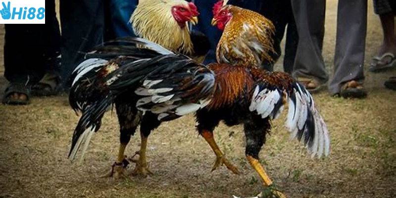 Chọn chiến kê và loại cược hợp lý