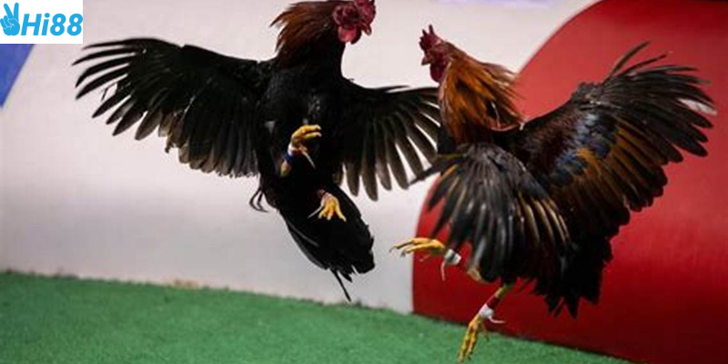 Đá gà cựa dao và những trận đấu kịch tính