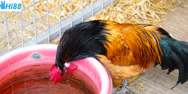 Hệ thống cược đơn giản và hỗ trợ tận tâm