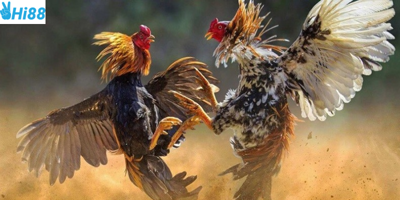 Hiểu rõ luật chơi và phân tích tỷ lệ cược