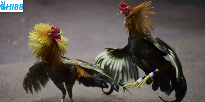 Khám phá sức hấp dẫn của đá gà cựa kim