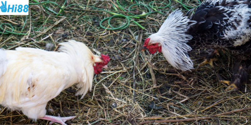 Nắm vững các yếu tố ảnh hưởng và lựa chọn thời điểm