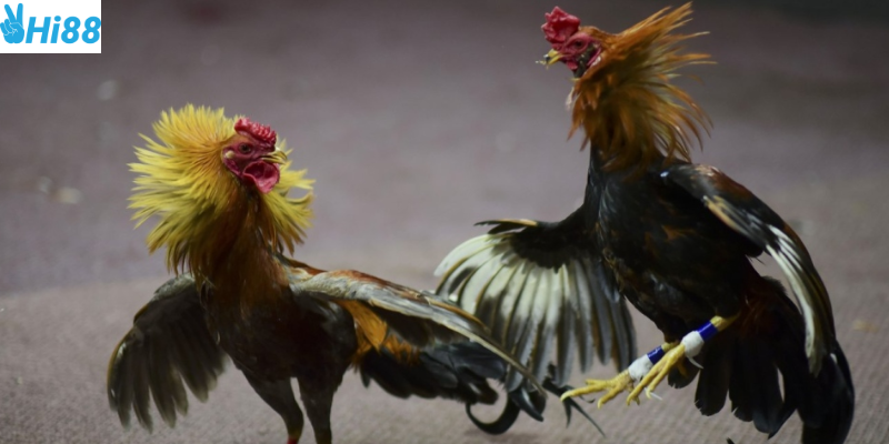 Nền tảng uy tín và tỷ lệ cược cạnh tranh