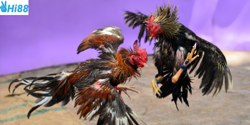 Tham gia cược đá gà chiến thuật cùng nhà cái