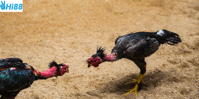 Tham gia cược đá gà chọi Thái Lan tại Hi88
