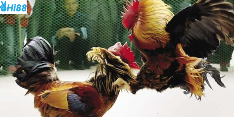 Tham gia cược dễ dàng và thắng lớn cùng nhà cái