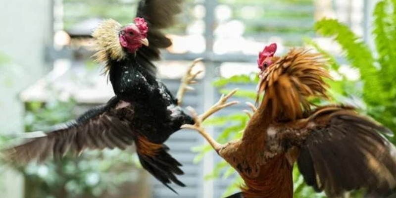 Người xem theo dõi Trực Tiếp Đá Gà C1