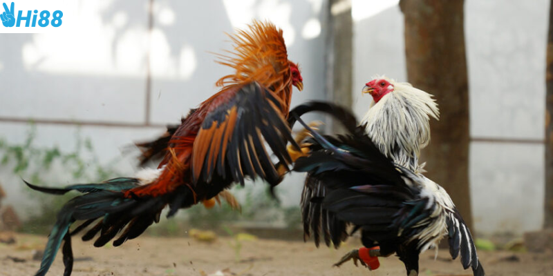 Xem xét lịch sử thi đấu và tỷ lệ cược