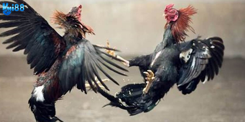 Hướng dẫn chơi đơn giản từ nhà cái