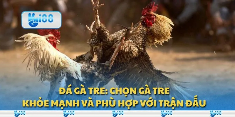 Đá gà tre: Chọn gà tre khỏe mạnh và phù hợp với trận đấu