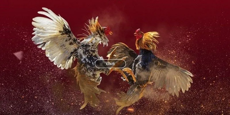 Hiểu rõ về đá gà tre