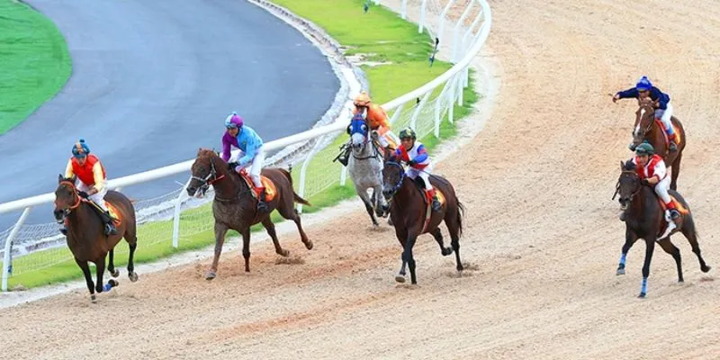 Mẹo đặt cược đua ngựa nâng tầm kỹ năng 